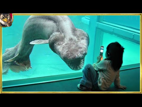 深海の動物: 知っておくべき興味深い事実