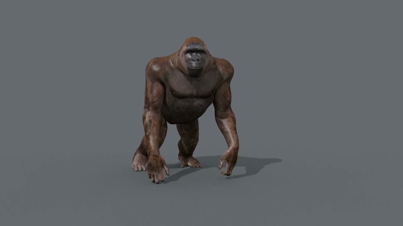 Gigantopithecus 8K- 3d animated 3D Model