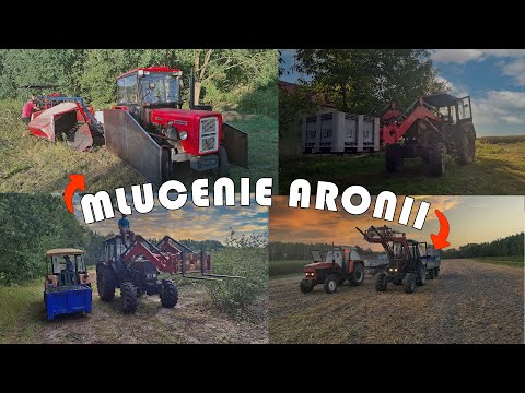 ☆Zbiór Aronii 2024! Jedyni Na YouTube!😱Zbieranie/Odbiór/Transport!