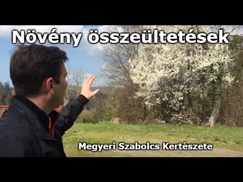 Növény összeültetések