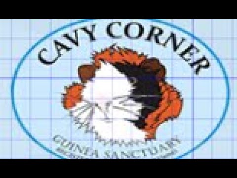 Cavy Corner (Silent)