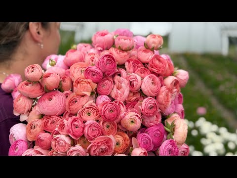 Harvesting Ranunculus