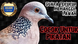 Download lagu Tekukur Dirumah Pasti Ikut Bunyi Mendengar Suara Ini || Mp3 Pancingan Suara Tekukur Gacor mp3