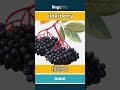 elderberry - 接骨木 video thumbnail