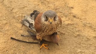 DOVE HUNT WITH MY MALE KESTREL..
