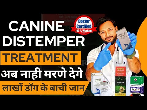 Canine Distemper Treatment At Home In Dogs | Symptoms | Recovery | Dog Distemper Treatment In Hindi