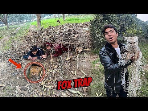 Trap Laga Ky Fox Pakar Li  🥳