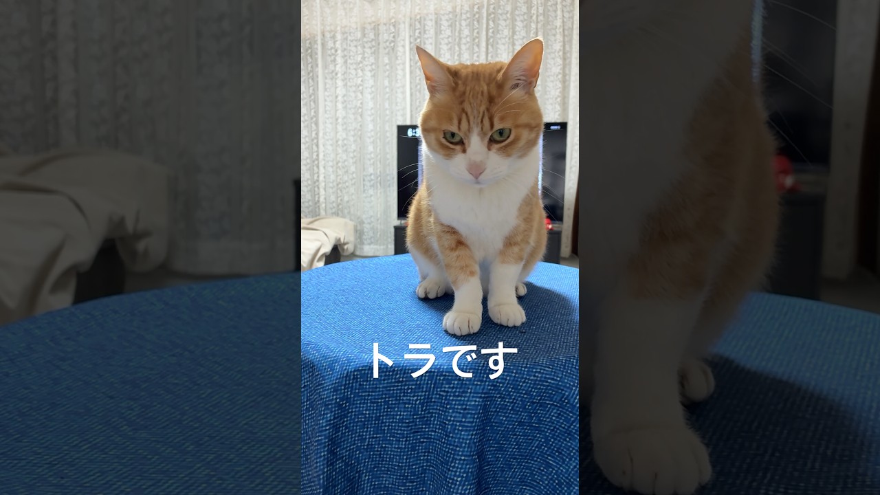 腹ペコの猫 #shorts