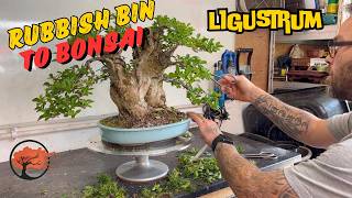 Privet Bonsai From The Trash (2024)