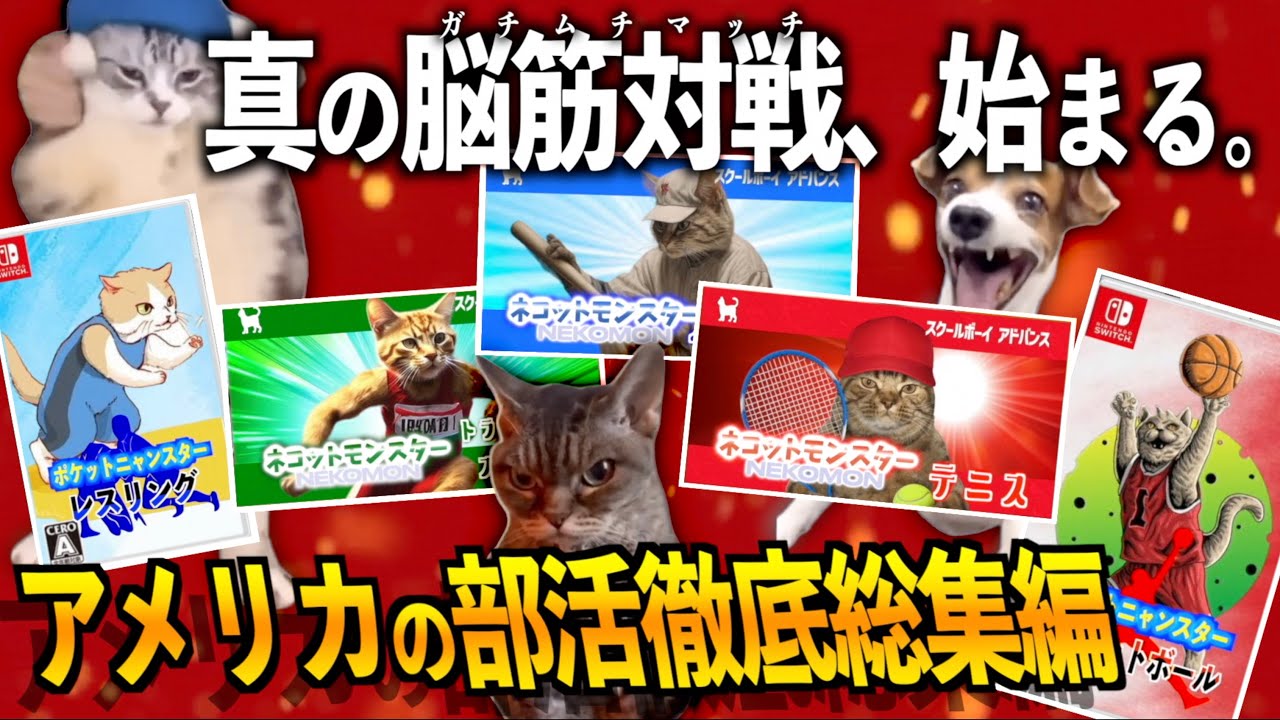 全てが脳筋だったアメリカの高校の部活が激アツすぎた話【猫ミーム総集編】