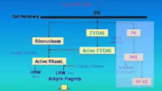 "Chronic Fatigue Syndrome: A Unifying Theory" Charles Lapp, M.D.