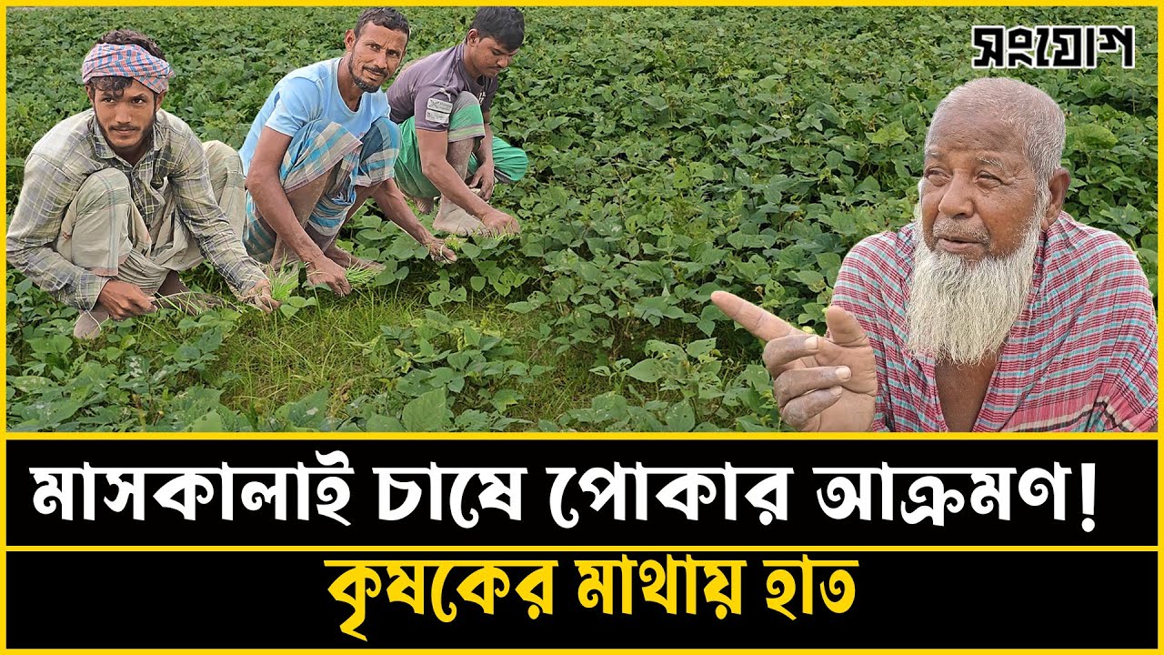 মাসকালাই চাষে কৃষকের হাহাকার ও নদী ভাঙনের গল্প