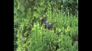 Amsel diskutiert - Mainz Lerchenberg im Garten