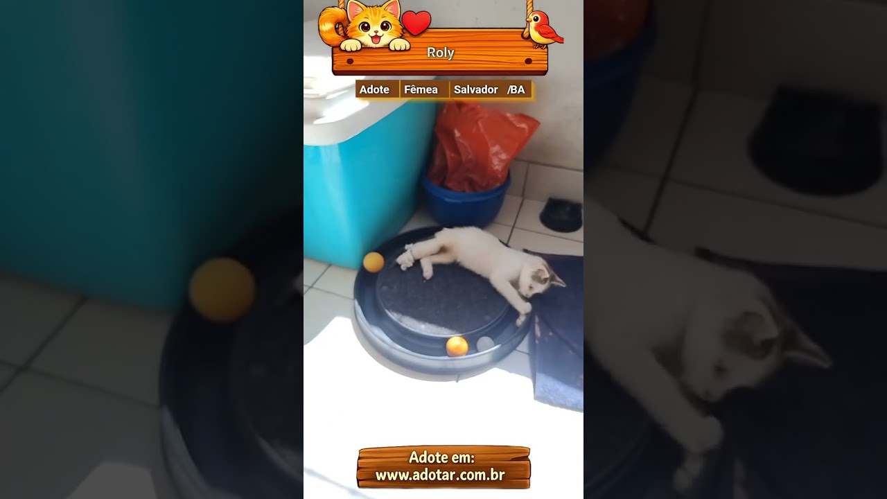 Gato raça SRD-ViraLata idade 2 a 6 meses nome Roly