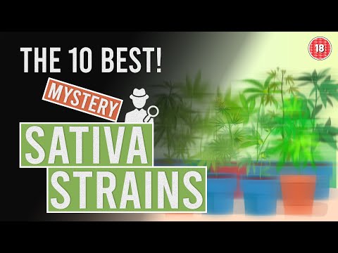The 10 BEST “Mysterious” Sativa Cannabis Strains!