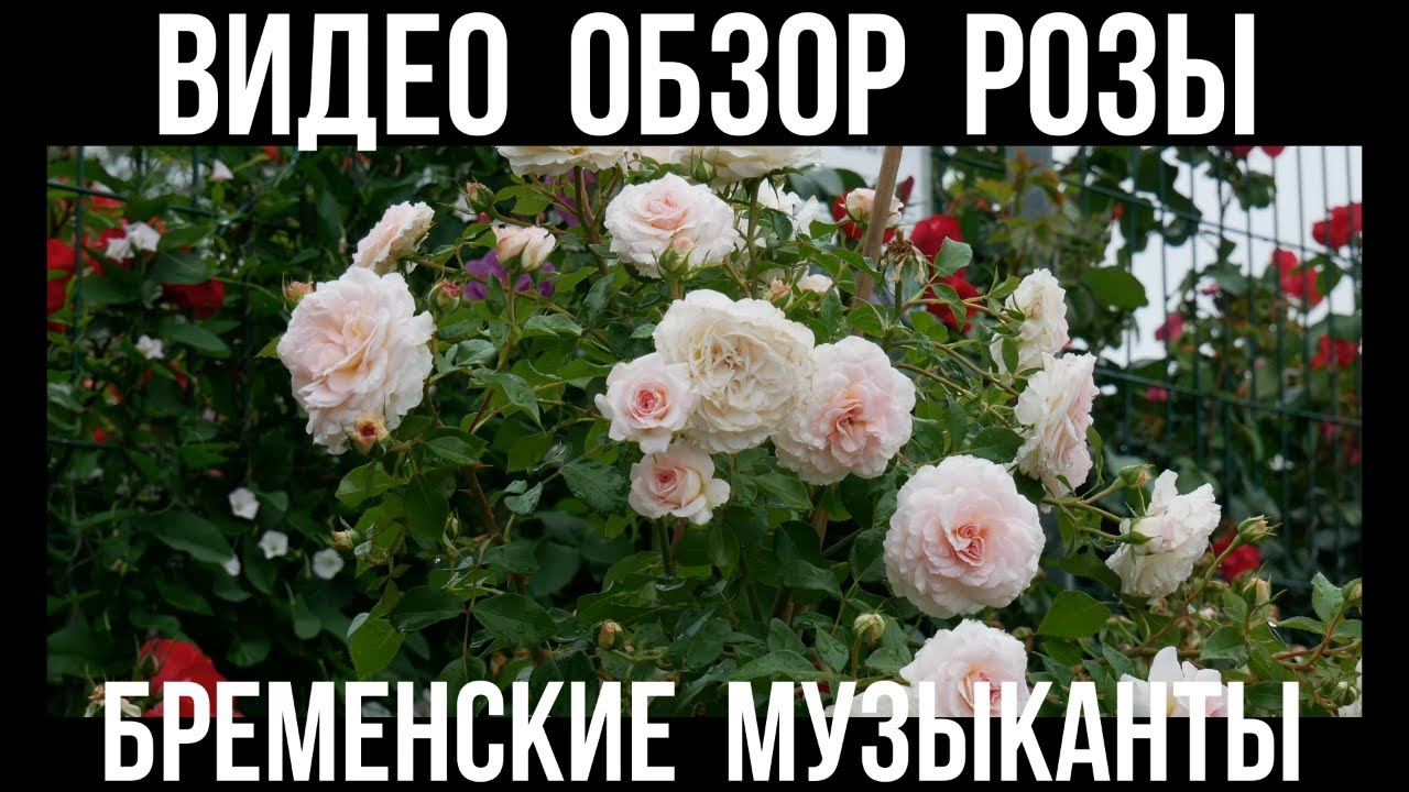 Обзор розы Бременские музыканты (Шраб) Bremer Stadtmusikanten