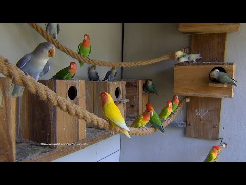 [LOVEBIRD TV] Peach-faced Lovebirds Aviary | Saturday Morning, April 16th, 2022
