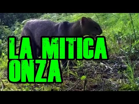 download lagu mp3 mp4 Onza, download lagu Onza gratis, unduh video klip Onza