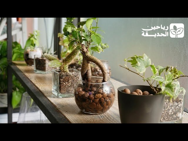 نبتة فيكس جينسنغ بونساي Ficus Ginseng