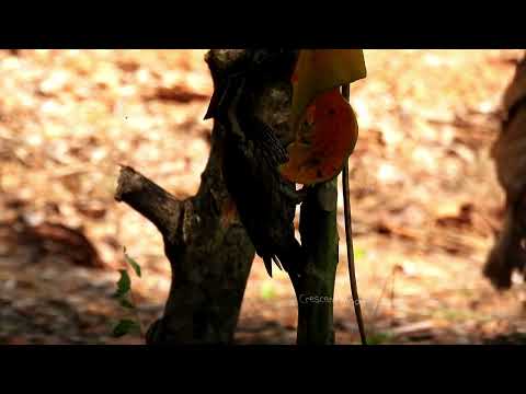 bird watching Picidae #woodpecker #birds #naturephotography #birdsvideo #birdsounds #maramkothi