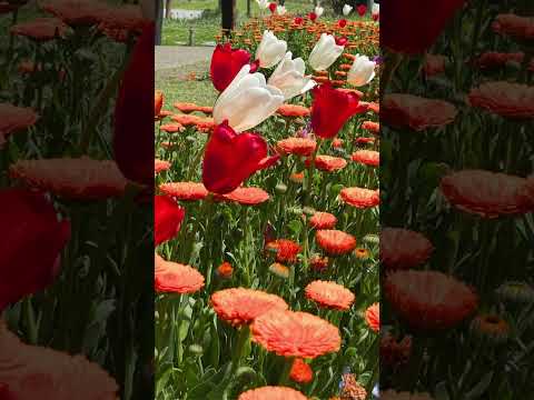 教育学科 春の花を見てほっこりしませんか？