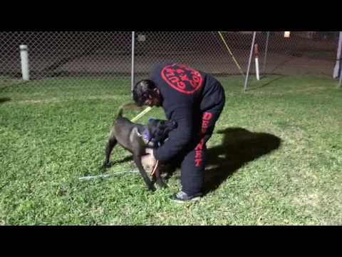 #stealthk9 "Shuko'' first week in the USA