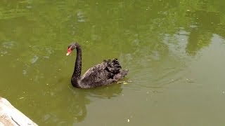A "Black Swan" Sighting while travelling in Japan