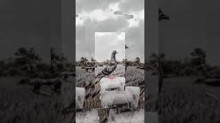 Download lagu Gratata tata story wa merpati mp3 Download lagu Gratata tata story wa merpati mp3