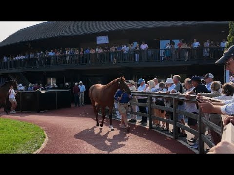 A weekend at the Arqana Sales and Group 1 action from Deauville 🇫🇷🐎