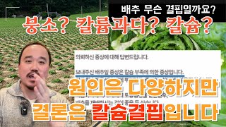 비료 전문가가 알려주는 배추 결핍증상 00결핍이 확실합니다. | 배추 결핍증상 알아보기 2편 | 농사 100…