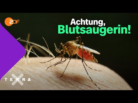 Blutsaugerin! - Darum stechen nur die weiblichen Mücken | Terra X plus
