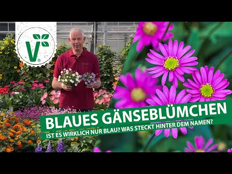 Ist das blaue Gänseblümchen wirklich blau?
