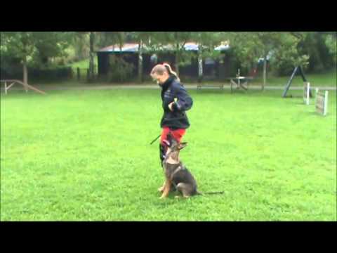 Chester z Jukasu - obedience - 4,5 months