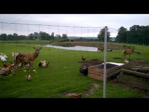 Janczary Barczewko Zoo