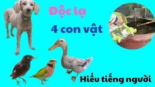 518🦜.The talents of 4 animals that understand human language