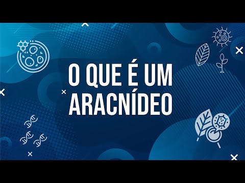 O que é um aracnídeo? (Aula sobre aranha e escorpião)
