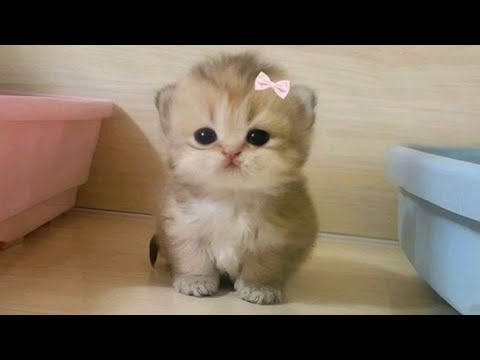 Little Cat | Cat Play | Happy Time