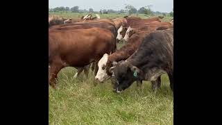 F1 Braford Heifers bred to Angus bulls