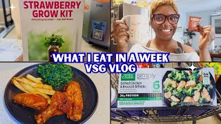 What I Eat in a Day VSG | Beginner Indoor Gardening | Back to the Roots Strawberry Grow Kit 🌱🍓