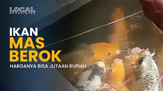 Budidaya Ikan Mas Berok asal Citorek yang Harganya Jutaan Rupiah