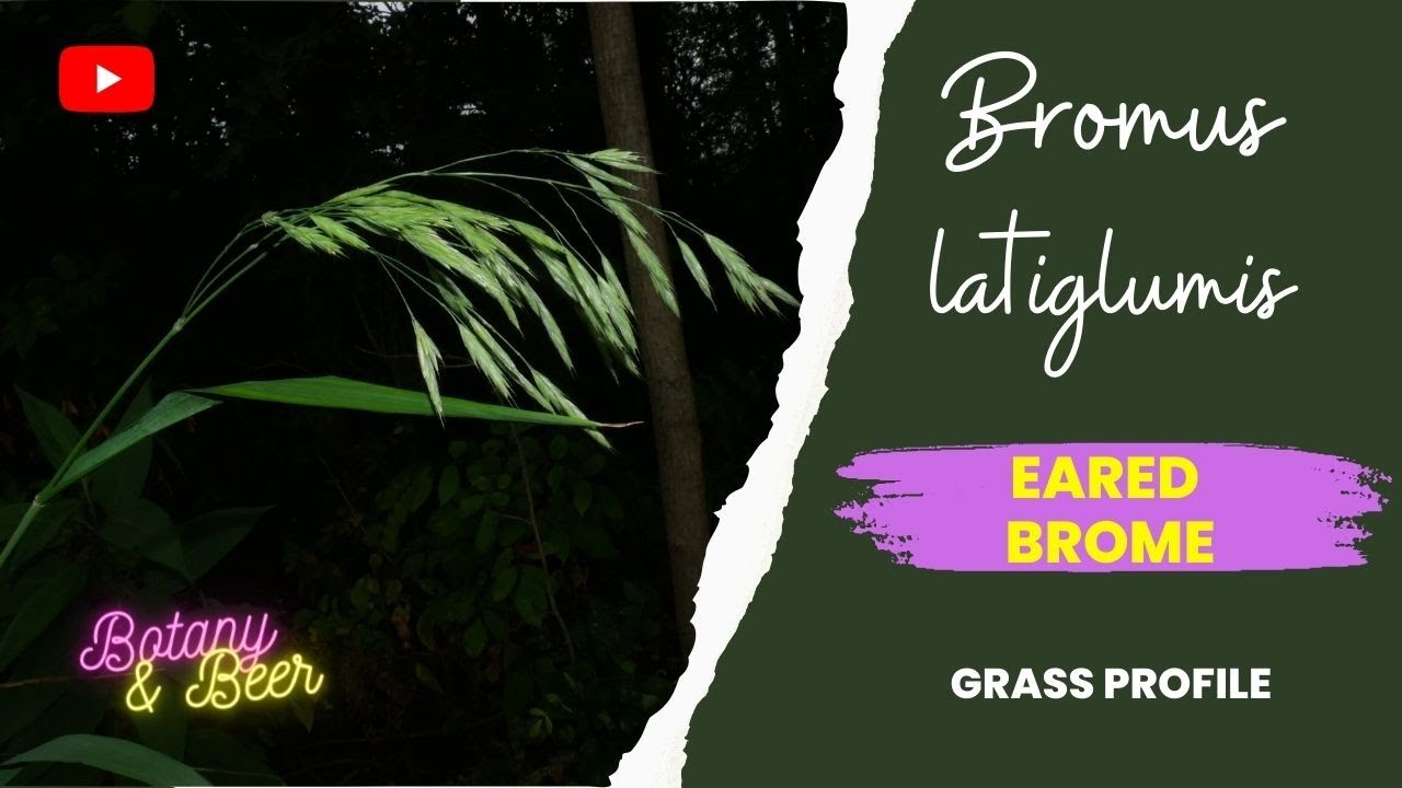 Grass Identification: Bromus latiglumis (eared brome) - YouTube