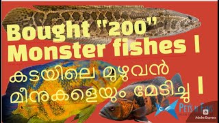 💥Bought “200” Monster fishes | കടയിലെ മുഴുവൻ മീനുകളെയും മേടിച്ചു | Snakehead, Oscar