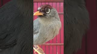 Download lagu masteran dan pancingan burung poksay Mandarin susah bunyi #poksaymandarin #birds mp3