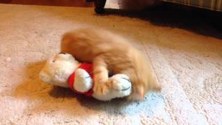 Cute wrestling match