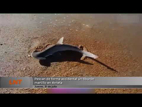 Pescan de forma accidental un tiburón martillo en Arrieta