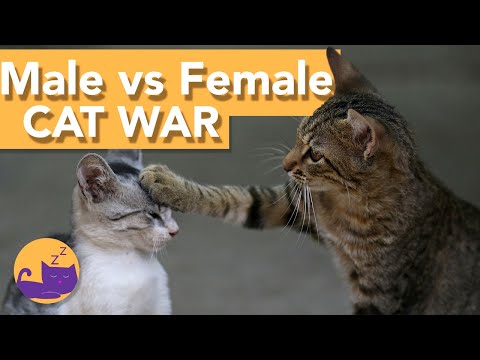 Male Vs Female Cats - WHICH IS BETTER?