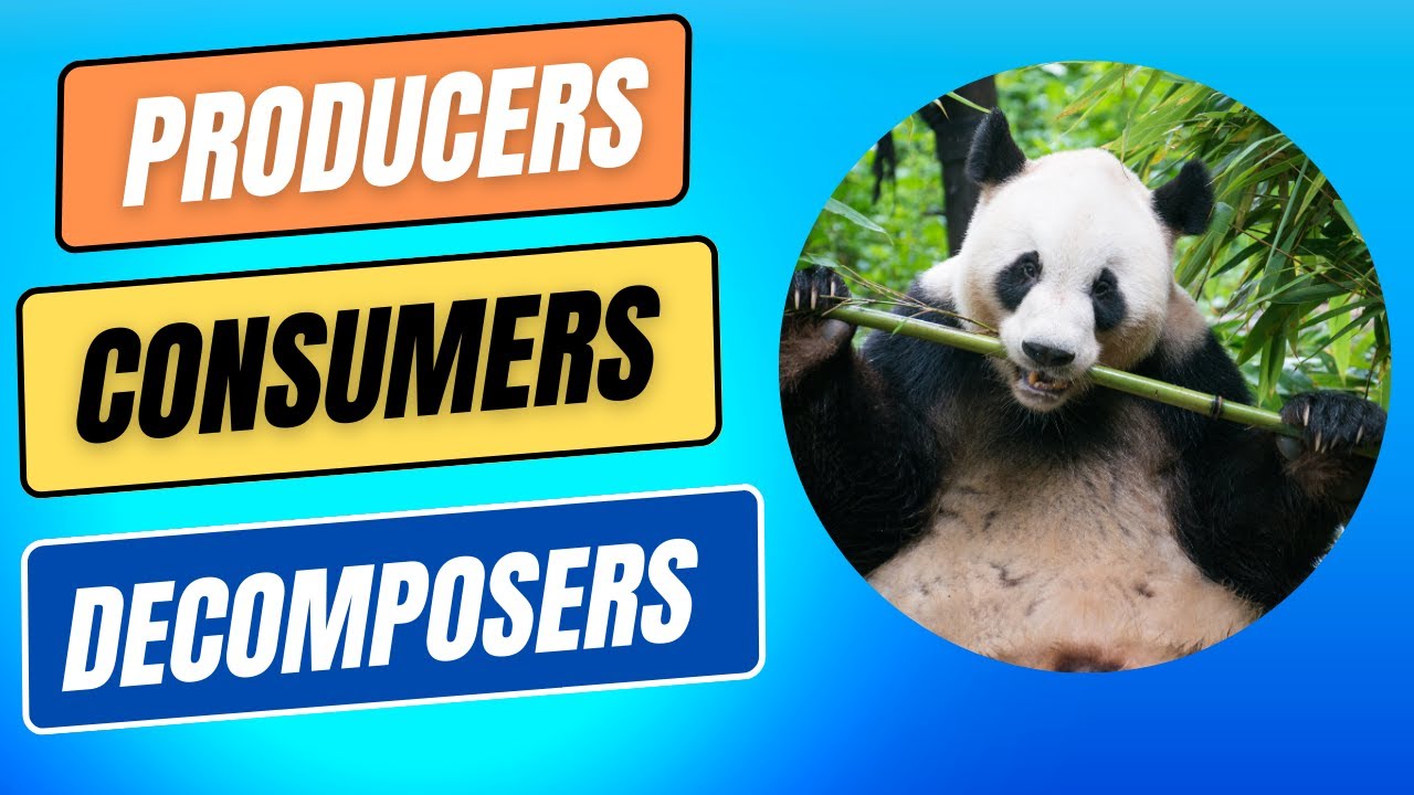 What are producers of carnivores?