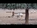 A Fight Of Arabian Oryxes