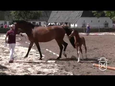 SL141 Hengstfohlen von Casall   Cassini I   Limbus