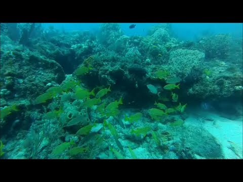 Diving The Breakers reef - West Palm Beach, FL